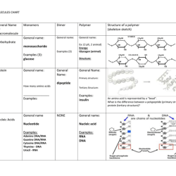 Macromolecule comparison table answer key pdf