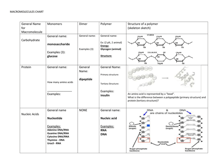 Macromolecule comparison table answer key pdf