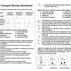 Cellular transport mystery picture answer key