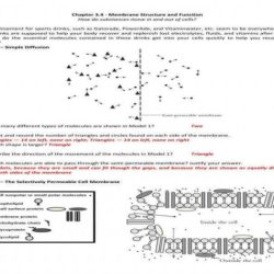 Membrane structure and function worksheet answer key pdf